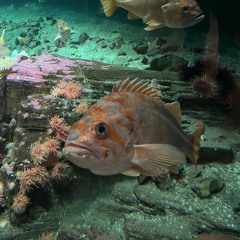 change deftones reggaeton mix.