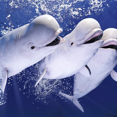 STS349Sauce: Deep Blue Imrpov - Assignment 7