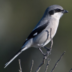 Episode 177 Loggerhead Shrike