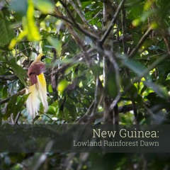 New Guinea: Lowland Rainforest Dawn - Album Sample