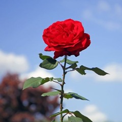 장미(rose).prod by.lxve.