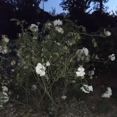 ax splits the white blossom