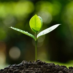 Organic soul mix