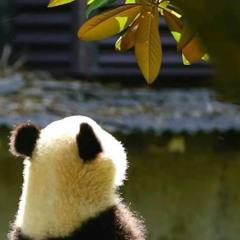 Thiếu Nữ Thiên Trúc remix