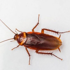 I Found A Cockroach In My Kitchen That It Could Fly Which Got Me Scared And Screaming Like A Maniac