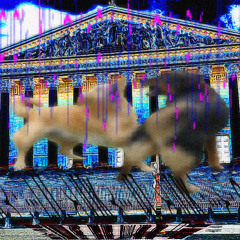 dog fight à l'assemblée