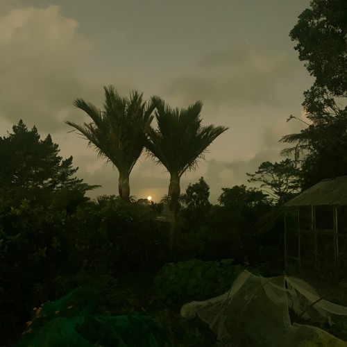 Raining birds at night - disquiet0561