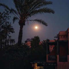 Moon in the Palms