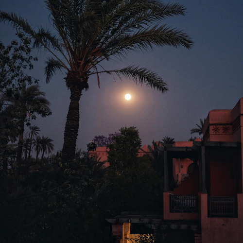 Moon in the Palms