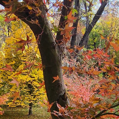 27/1/2025. Redentor y juez universal