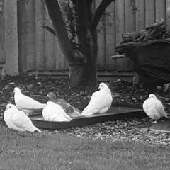 Dove Lament