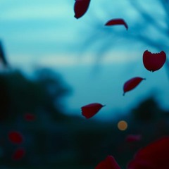 the-thundering-of-a-rose.mp3