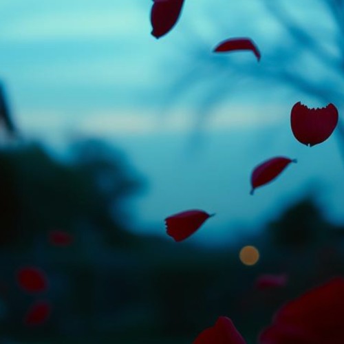 the-thundering-of-a-rose.mp3