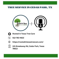 how-to-tell-if-a-tree-needs-to-be-removed-in-cedar-park-tx