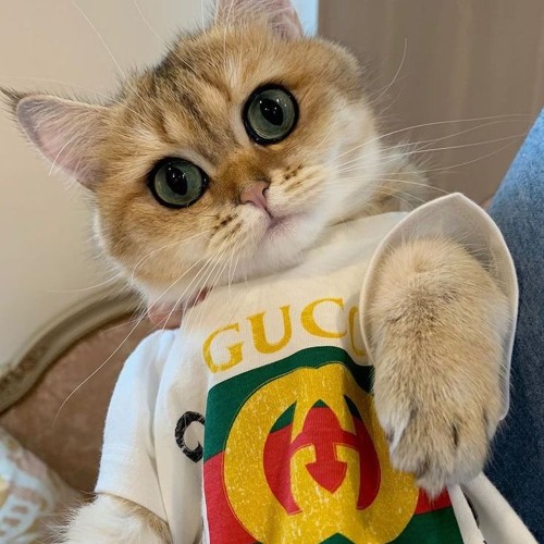 guci [luv1c] #digicore