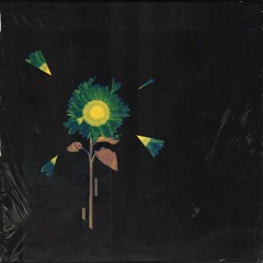 Black Soundflower