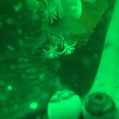 WAITING BY THE BORDERLINE [instrumental rip]