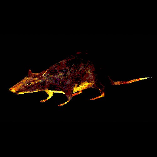 rat attack!
