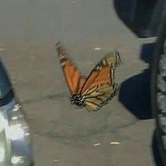 rio romeo- if i leave tmmr ꧂