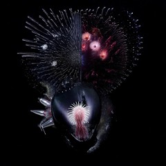 METAPHYSICA - CRYSTALLIZATION