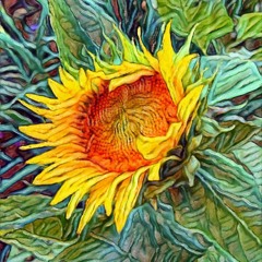 Sunflower Rising