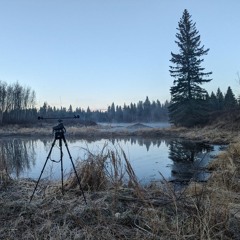 Beaver Hills Ambient 2024-05-04