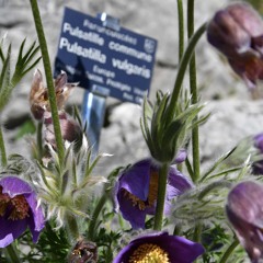 Pulsatilla vulgaris