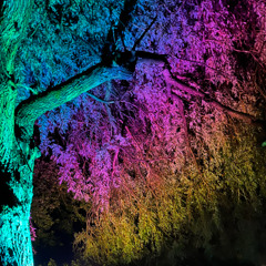 Zauberwald Festival 2025 - Ecstatic Dance - Izae B2B Thilo Who