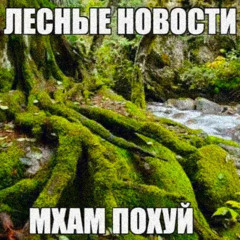 прогулка по лесу (prod. yolo)