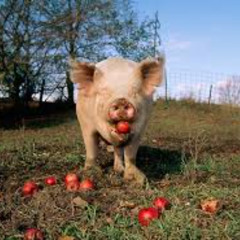 hog deal lets make a deal