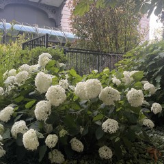 ميحد حمد - طيـب الفال