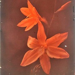 Melodic 31