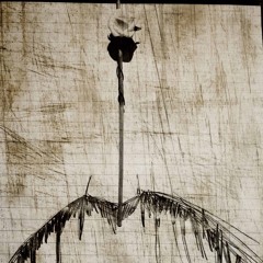 시선