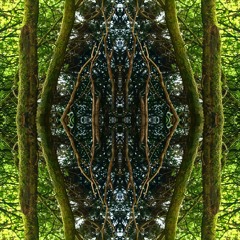 Back to Earth (Meditative forest session)