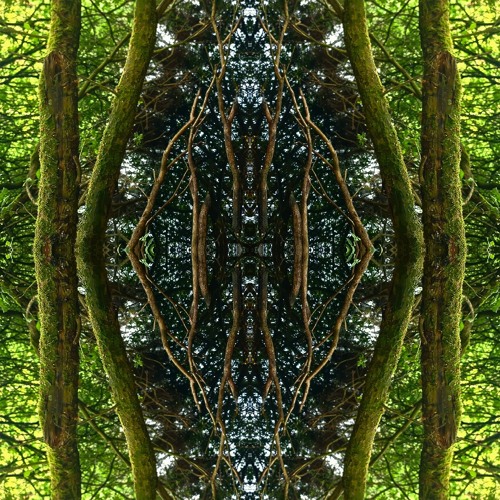 Back to Earth (Meditative forest session)