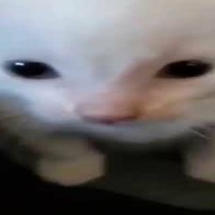 funny cat music