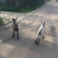 make that girl shake her booty w/ волшебный автобус в никуда