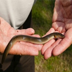 surgery for Rabies diseased Poeple