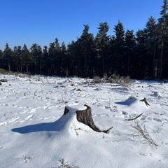 Wolf Howl and early spring dawn chorus