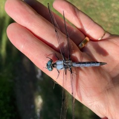 "Blue Dragonfly"