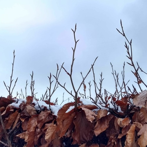 Snow Dripping Onto Dry Leaves