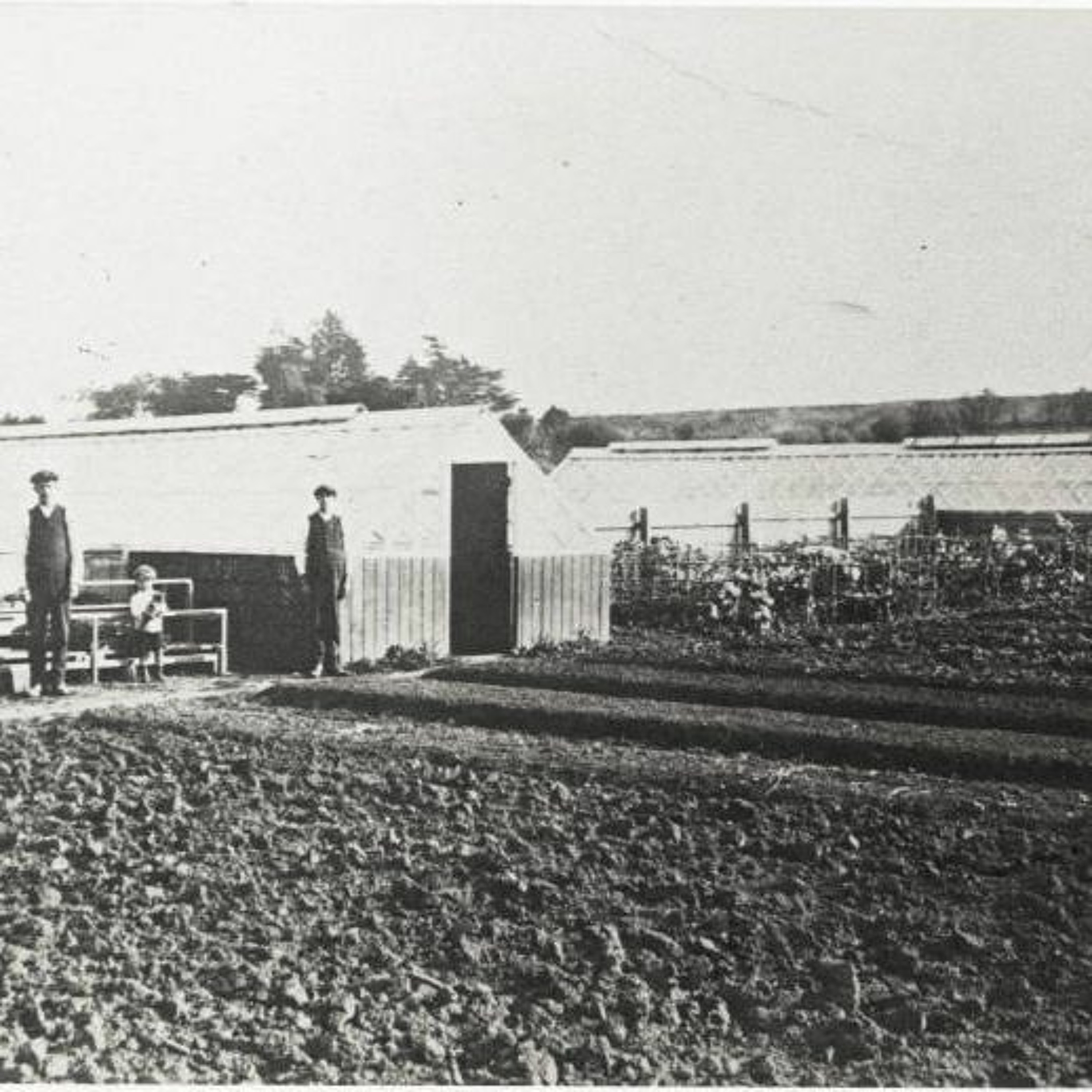 Panmure Stories: Les Allen - Plant Nursery episode artwork