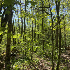 Utklipp fra konsert i Ljubljana mars 2024 med Andrea