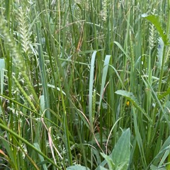 Verdant Session 20_6 for Timeline Music