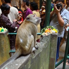 Thaipusam in Batu Caves
