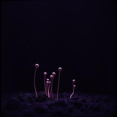 Endless Echoing Star Seeds To Evolve Construction