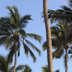 Daydreaming (palm beach edit)