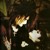 Artwork for malice mizer - baroque (sped up)