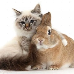 b2b w/ beyblade shawty @ bossa nova