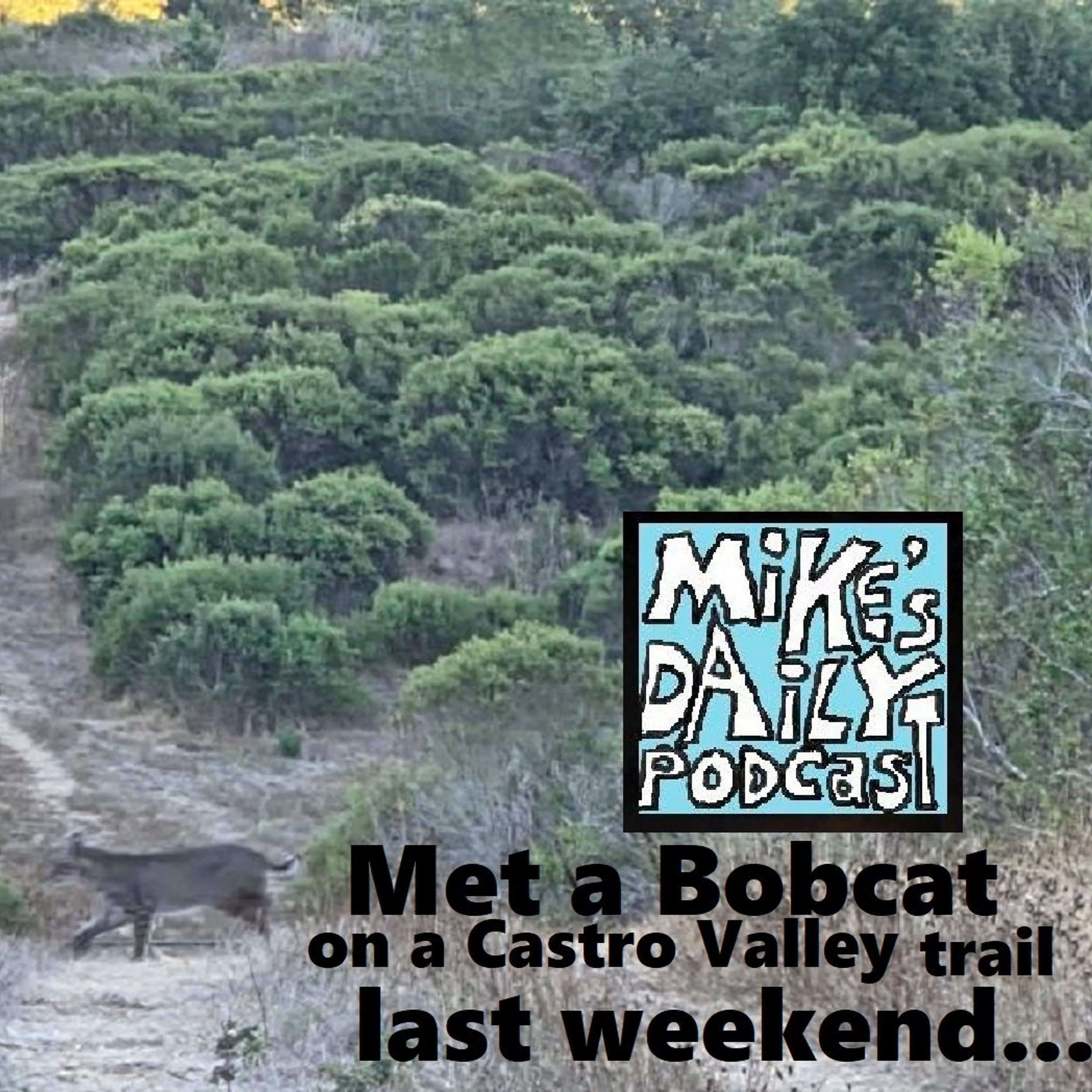 MikesDailyPodcast 3366 Felines episode artwork
